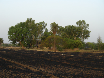 Charred Fields